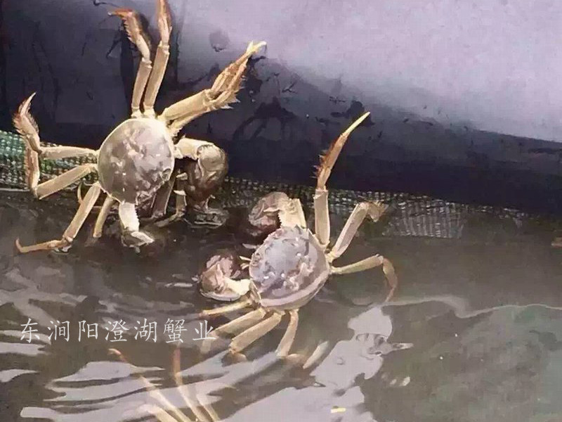 养殖基地